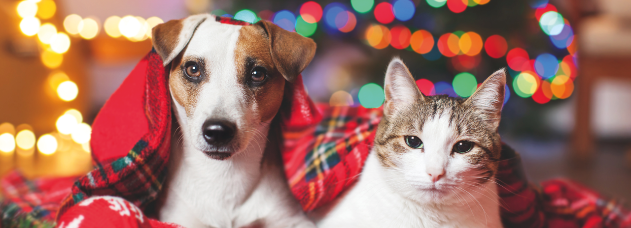 Hund_und_Katze_liegen_auf_Decke_vor_Weihnachtsbaum_Getty